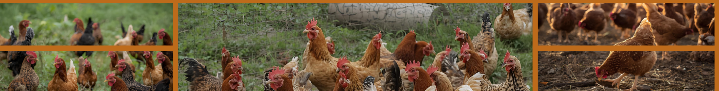 Hühnerstall Begehbar 400