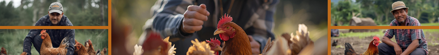 Hühnerställe für bis zu 14 Hühner