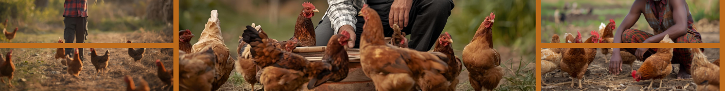 Hühnerstall mit Anhängerachse für 33 Hühner