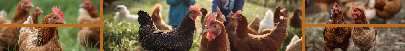 Hühnerstall für 6 Hühner mit 4 Räder