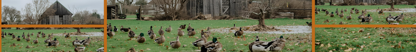Hühnerställe für bis zu 18 Hühner mit 4 Räder