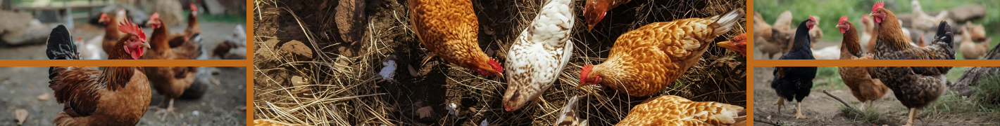 Hühnerstall mit Anhängerachse für 15 Hühner