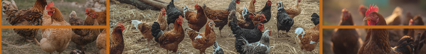 Hühnerstall Begehbar 300