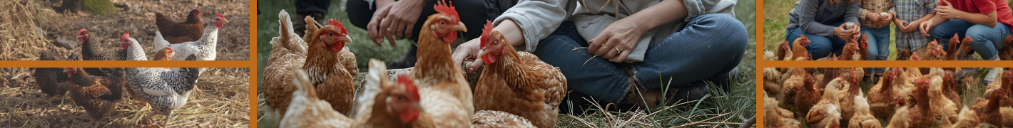 Hühnerställe für bis zu 18 Hühner