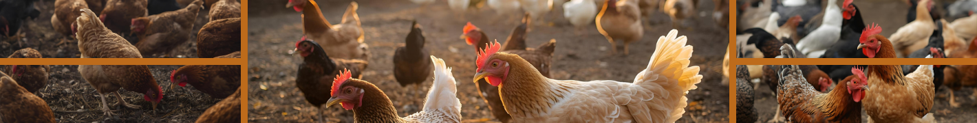 Mobile Hühnerställe Begehbar