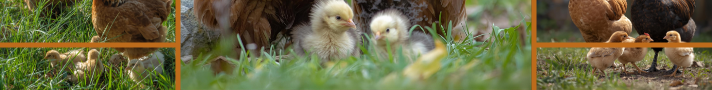 Sofort lieferbare Hühnerställe