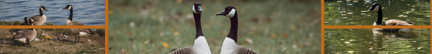 Hühnerställe für bis zu 8 Hühner