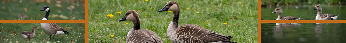 Hühnerstall für 6 Hühner mit 4 Füße