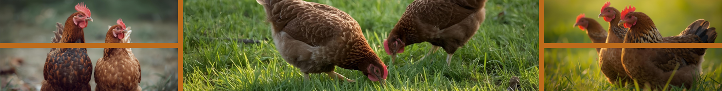 Hühnerställe für bis zu 8 Hühner mit 4 Füße