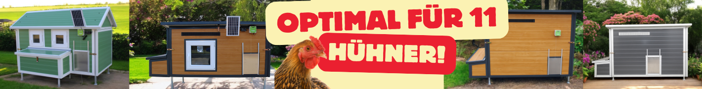Hühnerstall für 11 Hühner mit 4 Füße
