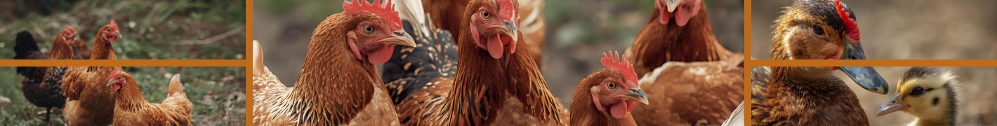 Mobile Hühnerställe bis 18 Hühner